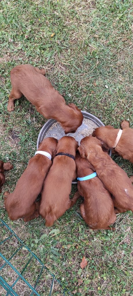 chiot Setter irlandais rouge Des Plaines De Caillouet