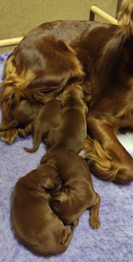 naissance de 5 petits setters irlandais rouges