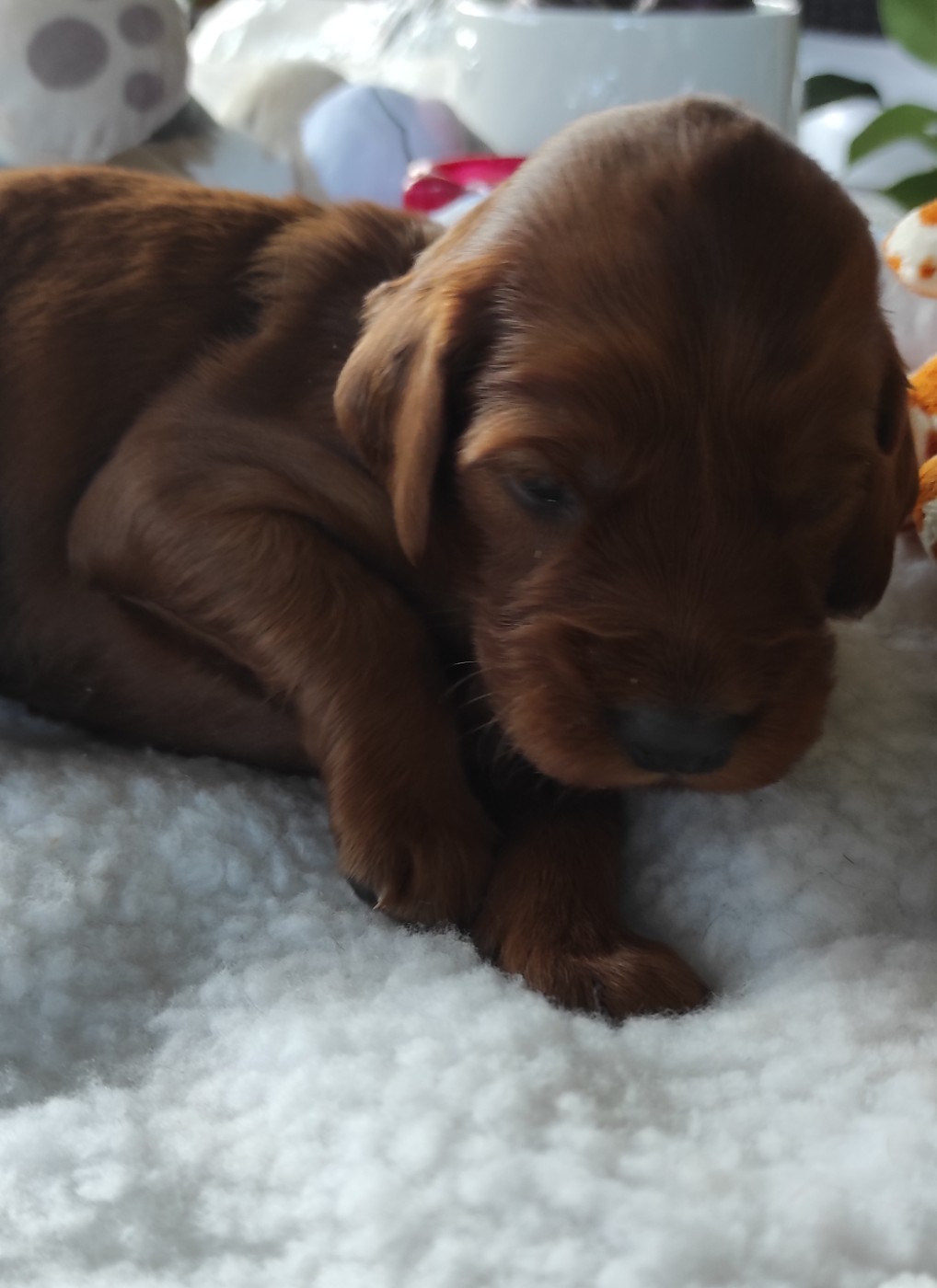 Des Plaines De Caillouet - Chiots disponibles - Setter irlandais rouge