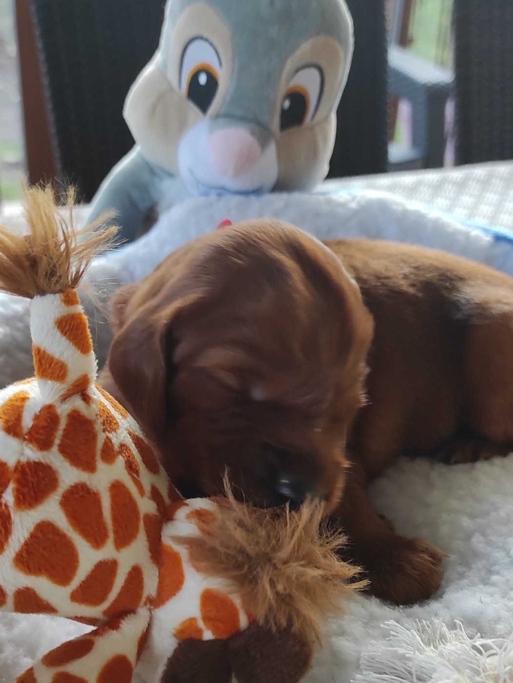 Des Plaines De Caillouet - Chiots disponibles - Setter irlandais rouge