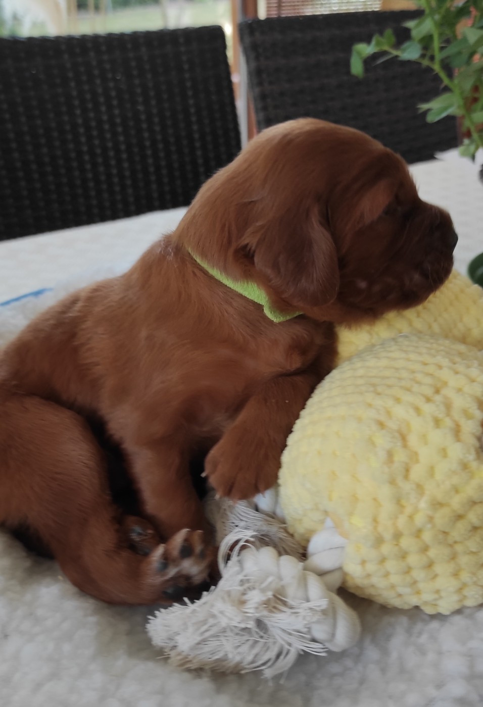 Des Plaines De Caillouet - Chiots disponibles - Setter irlandais rouge