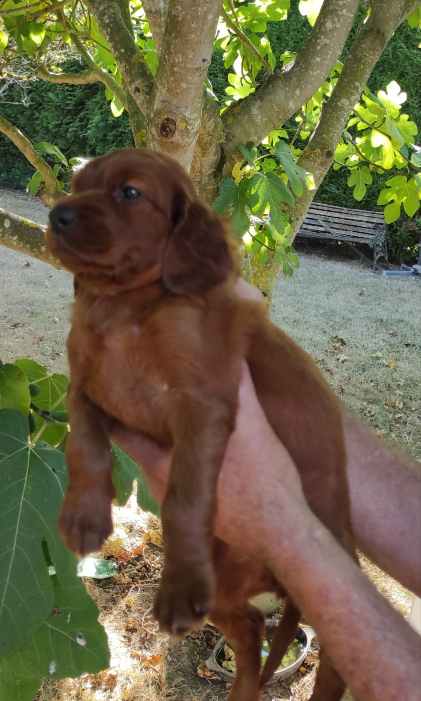 Des Plaines De Caillouet - Chiots disponibles - Setter irlandais rouge