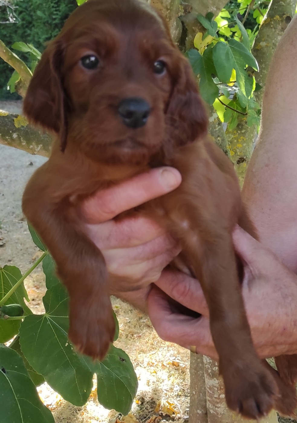 Chiot N°5 FEMELLE COLLIER VERT