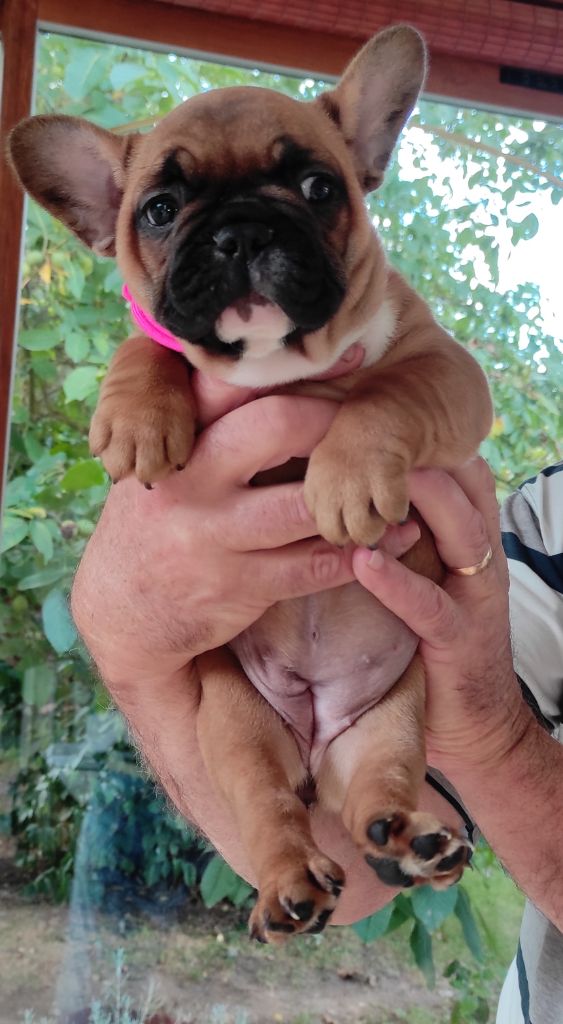 Des Plaines De Caillouet - Chiots disponibles - Bouledogue français