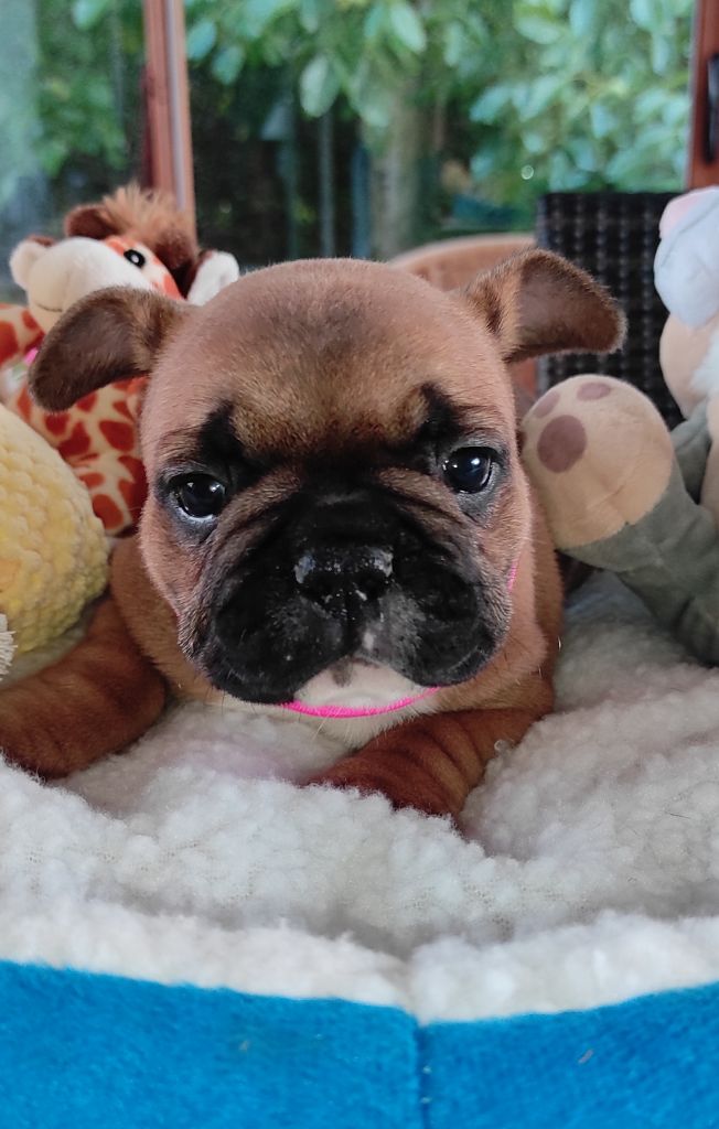 Des Plaines De Caillouet - Chiots disponibles - Bouledogue français