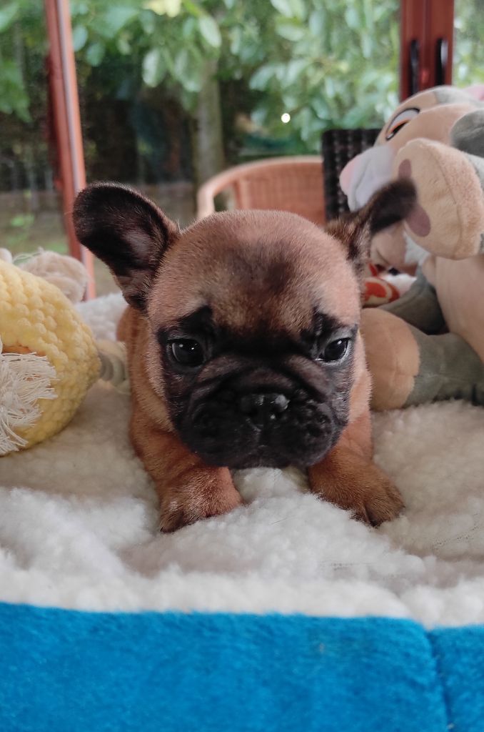 Des Plaines De Caillouet - Chiots disponibles - Bouledogue français