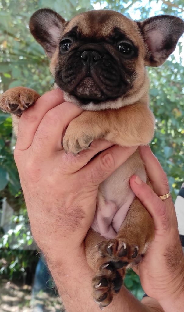 Des Plaines De Caillouet - Chiots disponibles - Bouledogue français